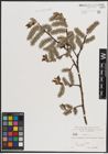 Foto von Salix caprea L.